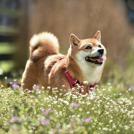 Presco Happy Dog Kalender 2027