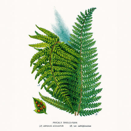 Presco Herbarium Kalender 2026