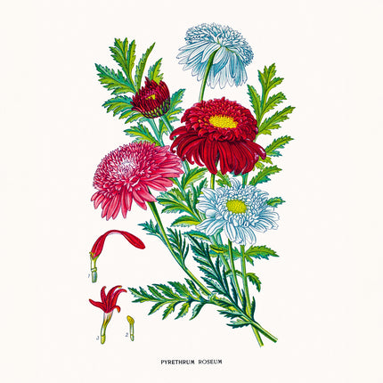 Presco Herbarium Kalender 2026