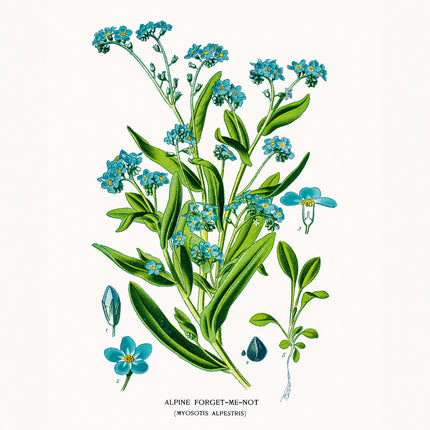 Presco Herbarium Kalender 2026