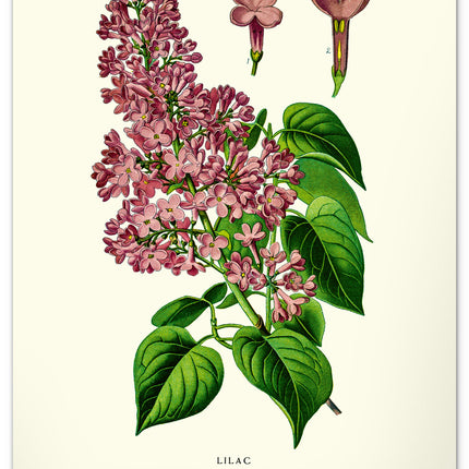 Presco Herbarium Kalender 2026 Groot