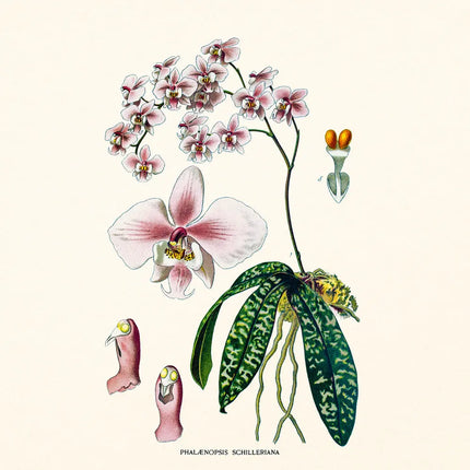 Presco Herbarium Kalender 2027