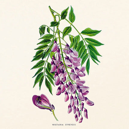 Presco Herbarium Kalender 2027