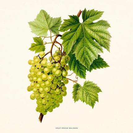 Presco Herbarium Kalender 2027