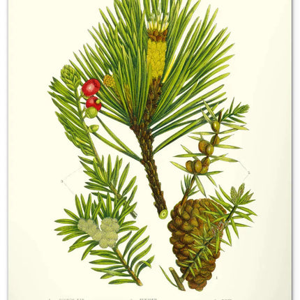Presco Herbarium Kalender 2027 Groot