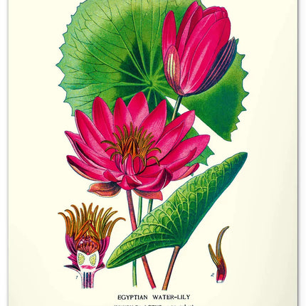 Presco Herbarium Kalender 2027 Groot