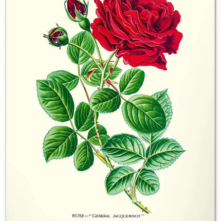 Presco Herbarium Kalender 2027 Groot