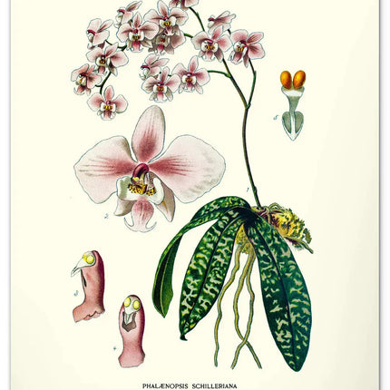 Presco Herbarium Kalender 2027 Groot