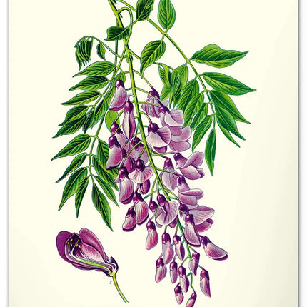 Presco Herbarium Kalender 2027 Groot