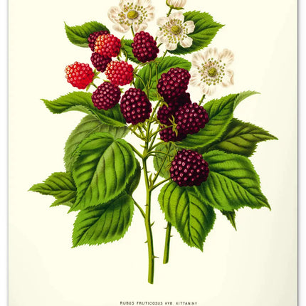 Presco Herbarium Kalender 2027 Groot