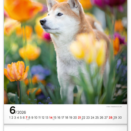 Presco Honden Kalender 2026