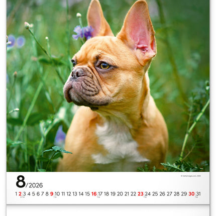 Presco Honden Kalender 2026