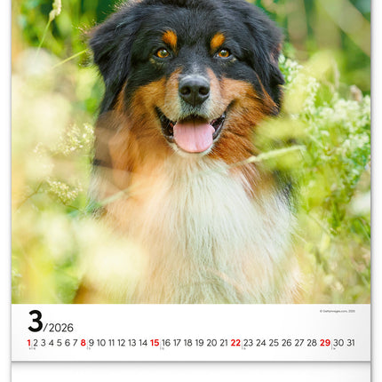 Presco Honden Kalender 2026
