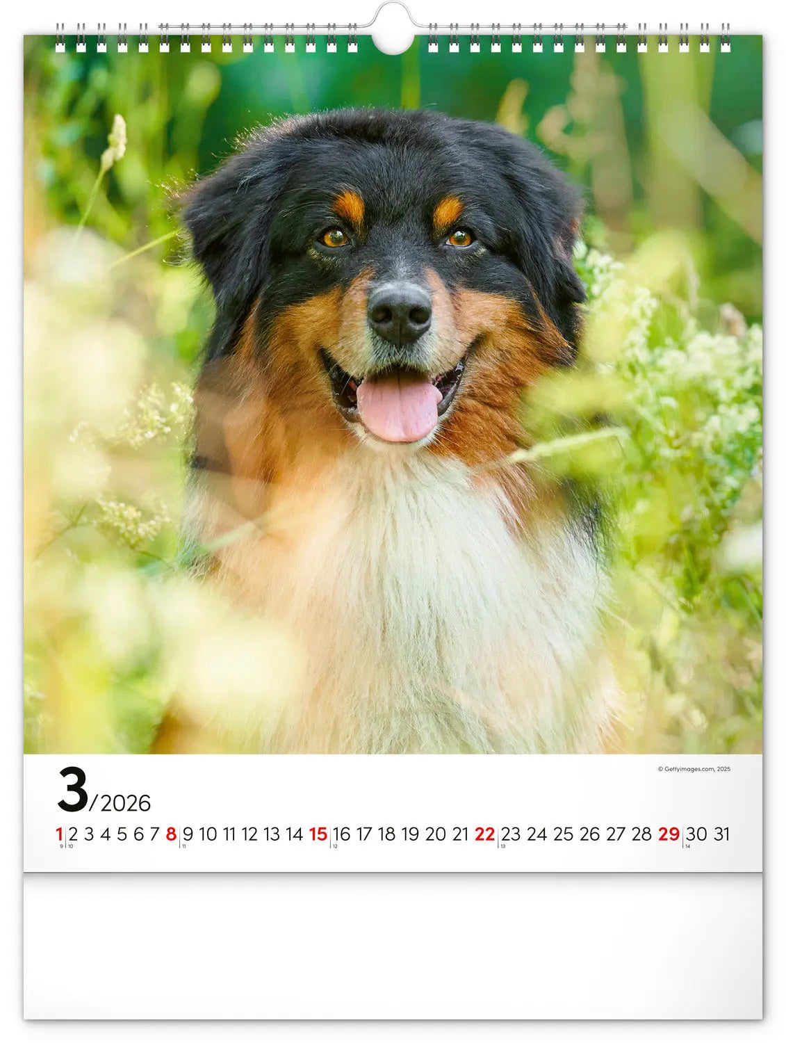 Labradoodle Slimline Kalender 2026: Vrolijke Foto's Labradoodle Slimline Kalender 2026: Vrolijke Foto's