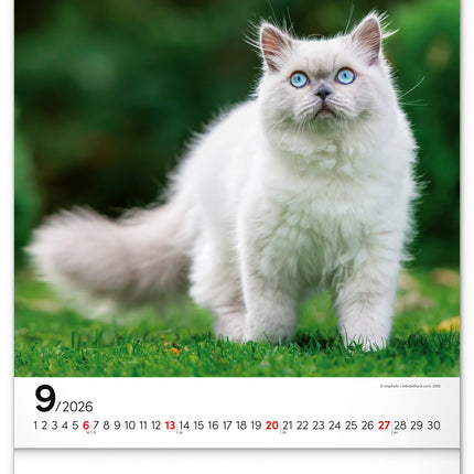 Presco Katten Kalender 2026