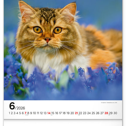 Presco Katten Kalender 2026