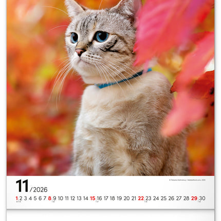 Presco Katten Kalender 2026