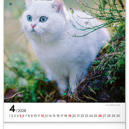 Presco Katten Kalender 2026