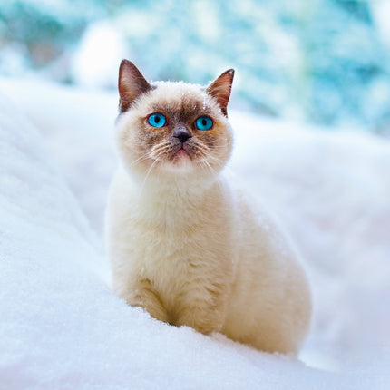 Presco Kittens Kalender 2026