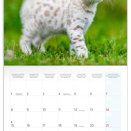 Presco Kittens Kalender 2026