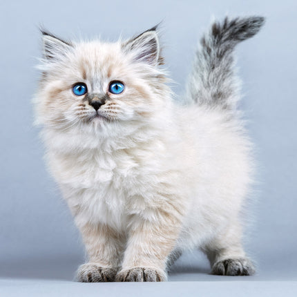 Presco Kittens Kalender 2027