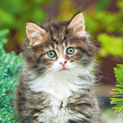 Presco Kittens Kalender 2027