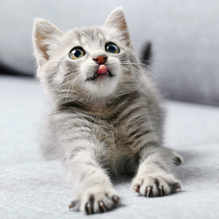 Presco Kittens Kalender 2027