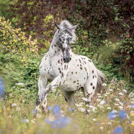 Presco Paarden Kalender 2027