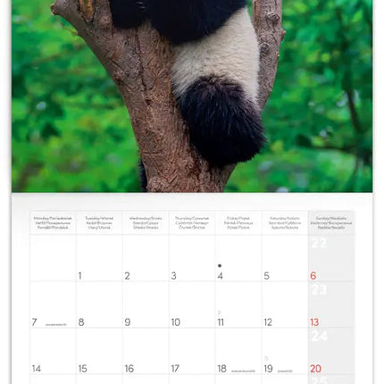Presco Panda Kalender 2027