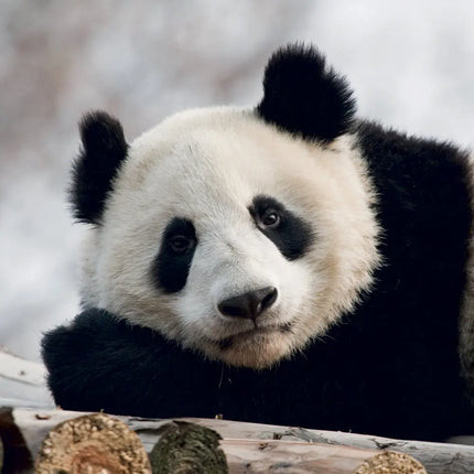 Presco Panda Kalender 2027