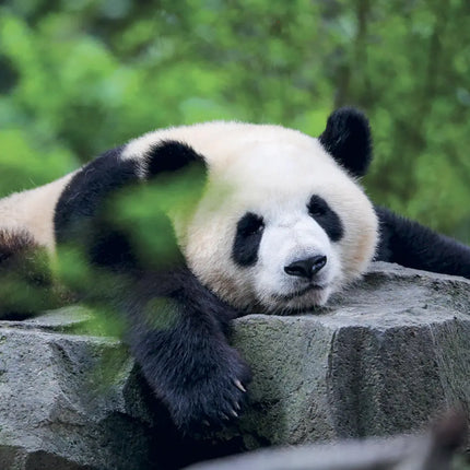 Presco Panda Kalender 2027