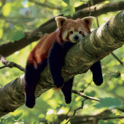 Presco Panda Kalender 2027