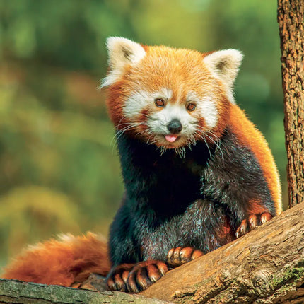 Presco Panda Kalender 2027