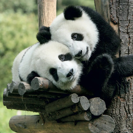 Presco Panda Kalender 2027