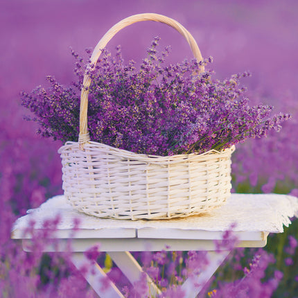 Presco Provence Kalender 2026