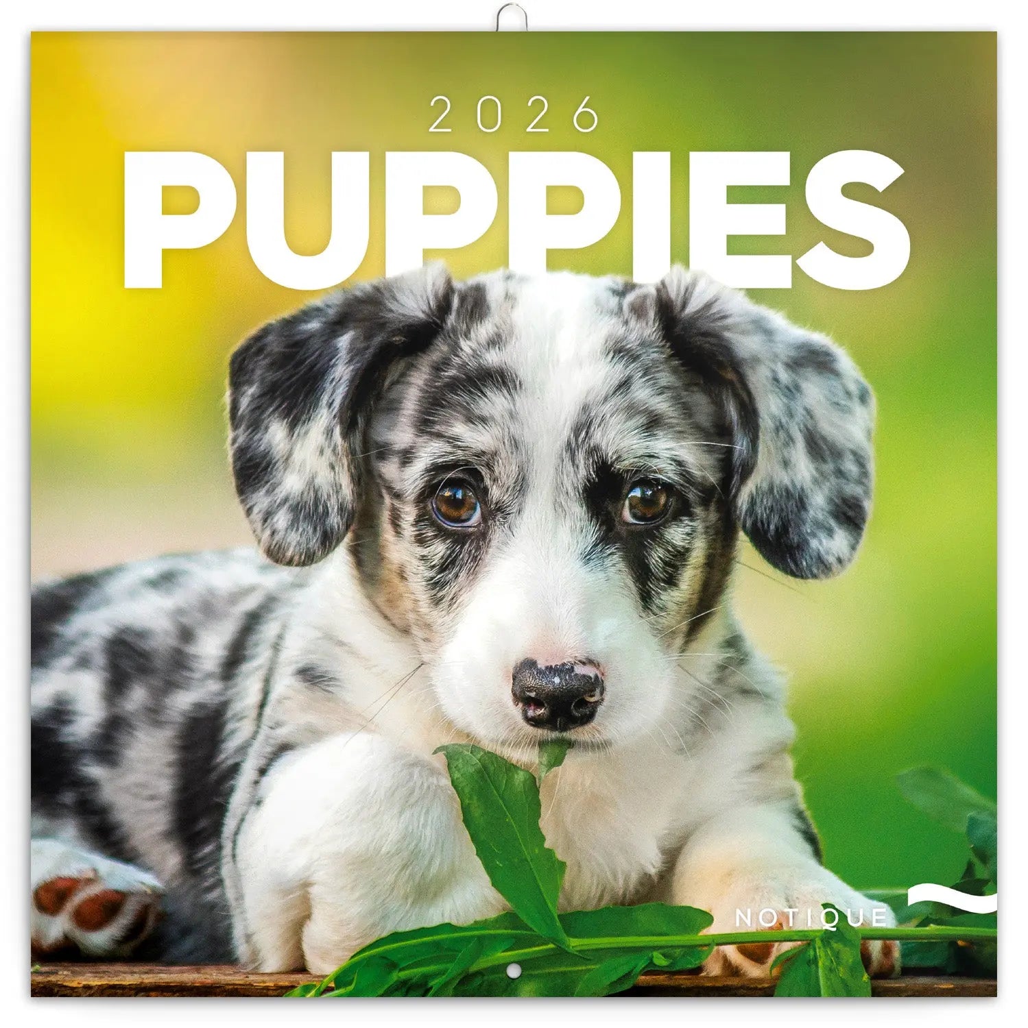 Yoga Puppies Kalender 2026 Kopen? | met foto's van de Yoga Puppies Yoga Puppies Kalender 2026 Kopen? | met foto's van de Yoga Puppies