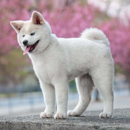 Presco Puppies Kalender 2027