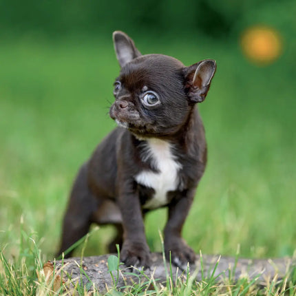 Presco Puppies Kalender 2027