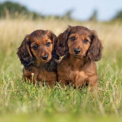 Presco Puppies Kalender 2027