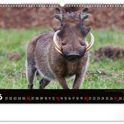 Presco Wild Africa Kalender Groot 2027