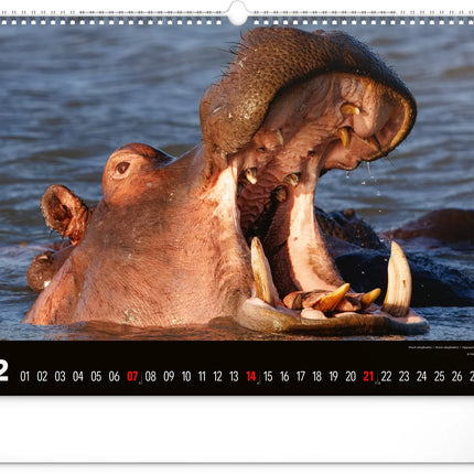 Presco Wild Africa Kalender Groot 2027
