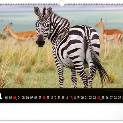 Presco Wild Africa Kalender Groot 2027
