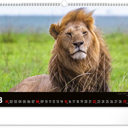 Presco Wild Africa Kalender Groot 2027