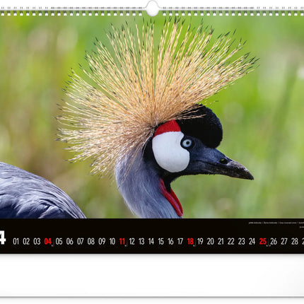 Presco Wild Africa Kalender Groot 2027