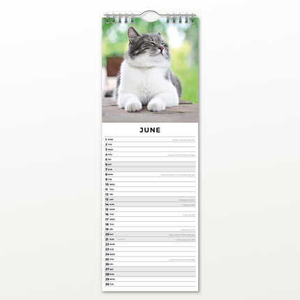Red Robin Adorable Cats Slimline Kalender 2026