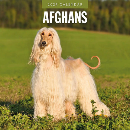 Red Robin Afghaanse Windhond Kalender 2027