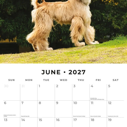 Red Robin Afghaanse Windhond Kalender 2027