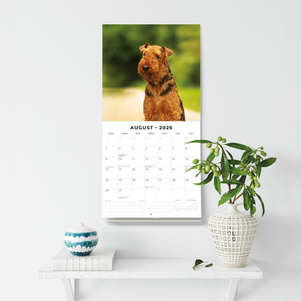 Red Robin Airedale Terrier Kalender 2026