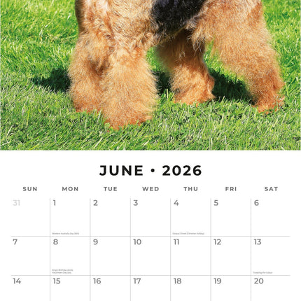Red Robin Airedale Terrier Kalender 2026
