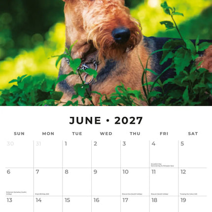 Red Robin Airedale Terrier Kalender 2027